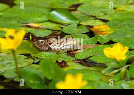 Grenouille des marais (Rana ridibunda) entre Water Fringe, Autriche Banque D'Images