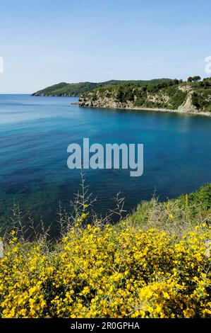Gorse florissant au-dessus de la baie méditerranéenne, entre Lacona et Lido di Capoliveri, île d'Elbe, Toscane, Italie Banque D'Images