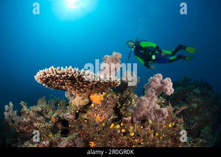 Plongée sous marine sur les récifs coralliens, Wakaya, Fidji, Lomaiviti Banque D'Images
