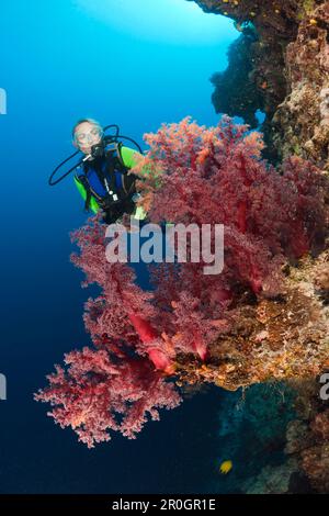 Scuba Diver et rouge corail mou, Dendronephthya sp., Wakaya, Fidji, Lomaiviti Banque D'Images