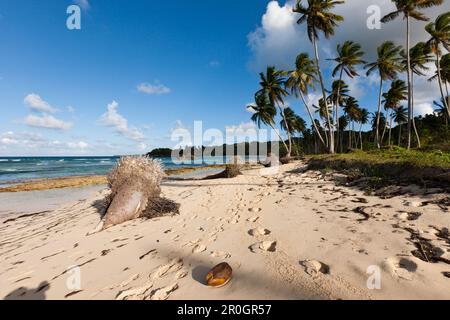 Playa Rincon Beach près de Las Galeras, Péninsule de Samana, République Dominicaine Banque D'Images