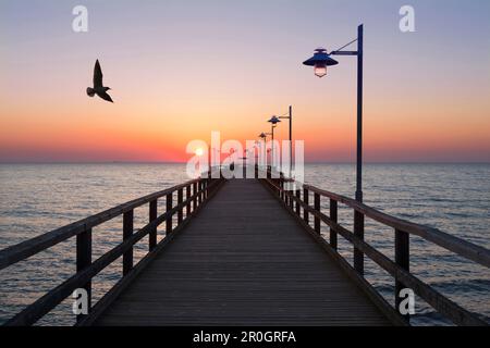 Mouette au-dessus de la jetée au lever du soleil, station balnéaire de Bansin, île d'Usedom, Mer Baltique, Mecklenburg-Ouest Pomerania, Allemagne, Europe Banque D'Images