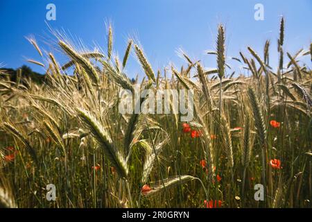 Ryefield avec des coquelicots au soleil, haute-Bavière, Bavière, Allemagne, Europe Banque D'Images
