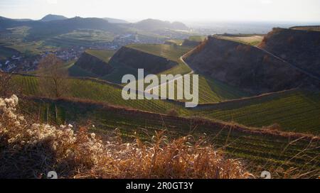 Vue sur vignes à Oberrotweil, à la fin de l'automne, Kaiserstuhl, Bade-Wurtemberg, Allemagne, Europe Banque D'Images