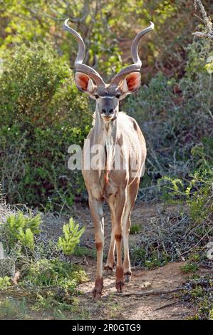 Grand Koudou, Addo Elephant National Park, Eastern Cape, Afrique du Sud Banque D'Images