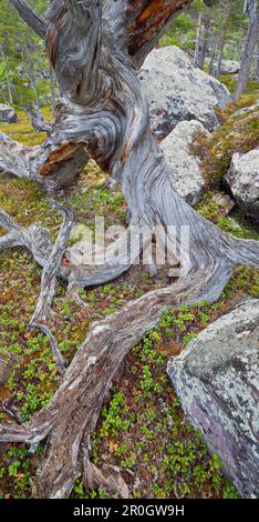 Vieux arbre à tronc torsadé, Parc national Stora Sjöfallet Lapplan, Suède Banque D'Images