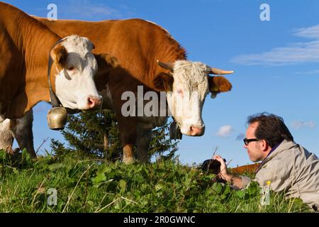 Photographe prenant des photos de vaches, haute-Bavière, Allemagne, Europe Banque D'Images