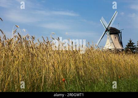 Moulin à Vent Fortuna en un champ près du village, Unewatt commune Glücksburg, county Holstein de l'État fédéral, du Schleswig-Holstein, de la mer Baltique Banque D'Images