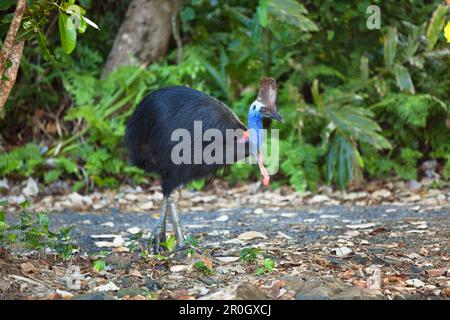 Casoar femelle dans le sud, la forêt tropicale Casuarius casuarius, plage de l'île Moresby, Queensland, Australie Banque D'Images