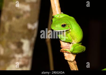 Grenouille à lèvres blanches dans la forêt tropicale, Litoria infrafrenata, parc national de Iron Range, péninsule de Cape York, Queensland du Nord, Australie Banque D'Images