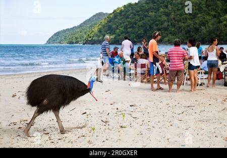 Le sud de Cassowary femelle et les touristes sur la plage, Casuarius casuarius, plage de l'île Moresby, Queensland, Australie Banque D'Images