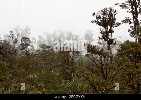 Cloud Forest Pass-Valley, Baliem Valley, en Papouasie occidentale, en Indonésie Banque D'Images