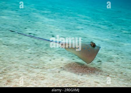 Stingray Bluespoted, Dasyatis kuhlii, Cenderawasih Bay, Papouasie-Occidentale, Papouasie-Nouvelle-Guinée, Nouvelle Guinée, Océanie Banque D'Images