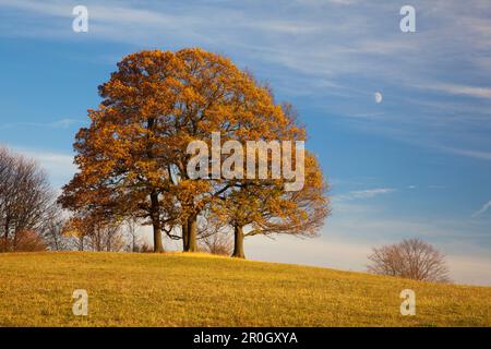 Chêne en automne, Wernigerode, montagnes de Harz, Saxe-Anhalt, Allemagne, Europe Banque D'Images