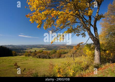 Vue depuis le sentier de randonnée Eifelsteig sur les collines de l'Eifel, près de Daun, Eifel, Rhénanie-Palatinat, Allemagne, Europe Banque D'Images