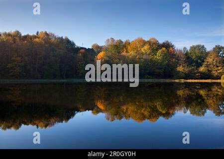 Réflexion sur Mosenmaar, lac de cratère sur Mosenberg hill, à Speicher (de), près de Daun, Eifel, Rhénanie-Palatinat, Allemagne, Europe Banque D'Images
