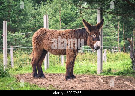 Portrait d'un animal mignon à fourrure. Âne poitou sur l'herbe verte. Banque D'Images