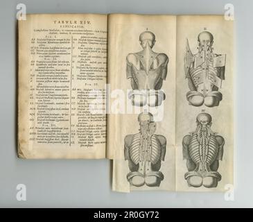 Pages médicales rustiques. Un ancien livre d'anatomie avec ses pages affichées. Banque D'Images