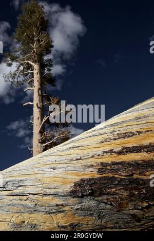 Arbre géant dans le lac du domaine, Yosemite National Park, California, USA Banque D'Images