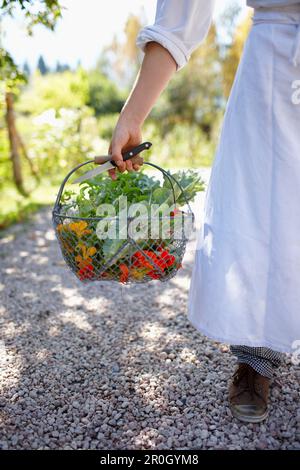 Chef portant un panier rempli d'herbes et de fleurs sauvages, Am Hochpillenberg, Schwaz, Tyrol, Autriche Banque D'Images