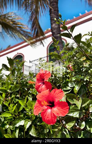 Fleur de Hibiskus, Puerto de Mogan, Grande Canarie, Îles Canaries, Espagne Banque D'Images