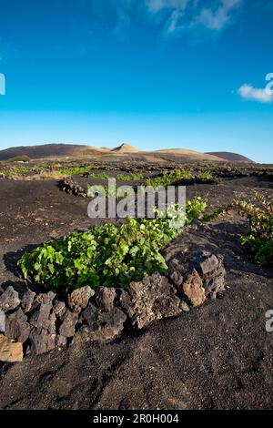 Les vignes poussent sur des sols volcaniques, La Geria, Lanzarote, Canary Islands, Spain, Europe Banque D'Images