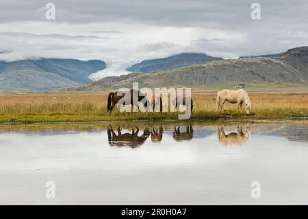 Chevaux islandais dans un champ près de Hofn, Islande, Scandinavie, Europe Banque D'Images