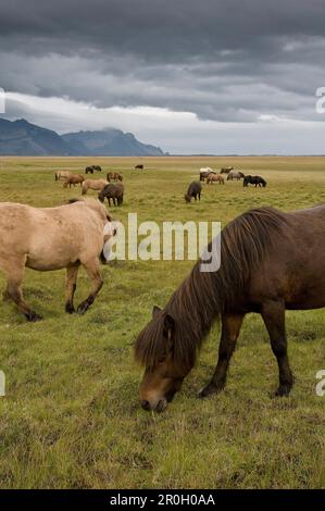 Chevaux Islandais au pâturage dans un champ près de Hofn, Islande, Scandinavie, Europe Banque D'Images