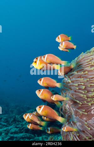 Shoal of endémique Maldives Anemonefish, Amphiprion nigripes, North Male Atoll, Océan Indien, Maldives Banque D'Images