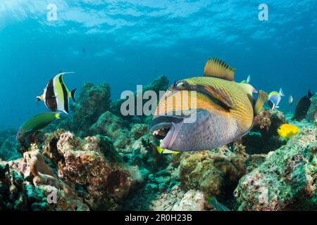 Balistoides viridescens baliste, moustache, Baa Atoll, Maldives, océan Indien Banque D'Images