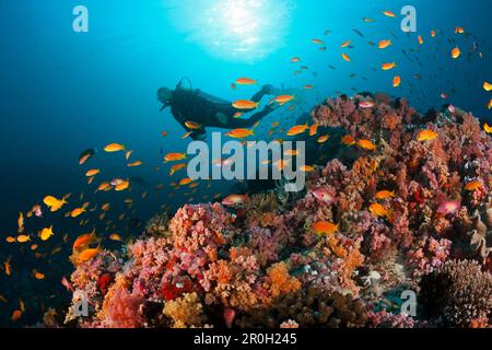 Plongée sous-marine et poissons de corail, atoll de Malé Nord, Océan Indien, Maldives Banque D'Images