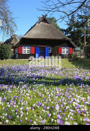 Prairie de fleurs devant la maison du capitaine à Born, Fischland Darss Zingst, Mecklenburg-Ouest Pomerania, Allemagne, Europe Banque D'Images