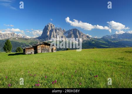 Prairie avec ferme en face de Sella et Langkofel, Val Gardena, Dolomites, site classé au patrimoine mondial de l'UNESCO Dolomites, Tyrol du Sud, Italie Banque D'Images