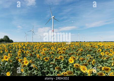 Champ de tournesols et de roues éoliennes, Zehdenick, Land de Brandebourg, Allemagne, Europe Banque D'Images