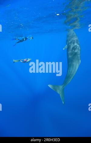 Cachalot et plongeur cutané, Physeter macrocephalus, Mer des Caraïbes, Dominique, Antilles Leeward, Antilles néerlandaises, Antilles, Caraïbes, Antilles occidentales, cent Banque D'Images