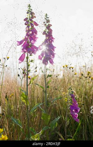 Foxglove dans un pré à Hochfirst, Titisee, Forêt Noire, Bade-Wurtemberg, Allemagne, Europe Banque D'Images