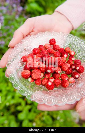 Femme tenant un bol en verre de fraises fraîchement cueillies du jardin, fraises sauvages, récolte, fruits, Bavière, Allemagne Banque D'Images