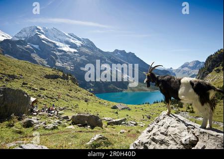 Chèvre regardant le lac Oeschinensee, Kandersteg, Oberland bernois, canton de Berne, Suisse, Europe Banque D'Images