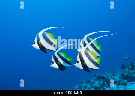 Heniochus diphreutes Bannerfish, Pennant, North Male Atoll, Maldives Banque D'Images