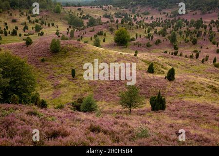 Juniper et fleurs de bruyère, Totengrund, Lueneburg Heath, Basse-Saxe, Allemagne, Europe Banque D'Images
