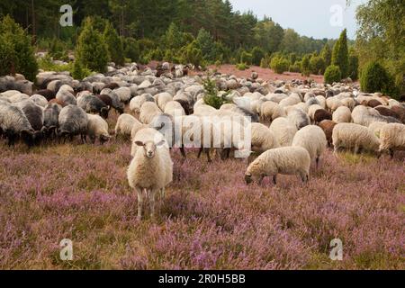 Mouton à Lueneburger Heide, Basse-Saxe, Allemagne Banque D'Images