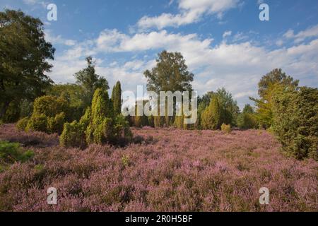 Juniper et fleurs de bruyère, Lueneburg Heath, Basse-Saxe, Allemagne, Europe Banque D'Images