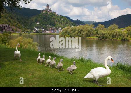 Cygnes avec jeunes oiseaux, Reichsburg près de Cochem, Mosel River, Rhénanie-Palatinat, Allemagne Banque D'Images
