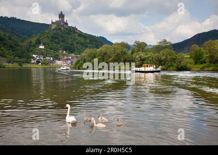 Cygnes avec jeunes oiseaux, Reichsburg près de Cochem, Mosel River, Rhénanie-Palatinat, Allemagne Banque D'Images