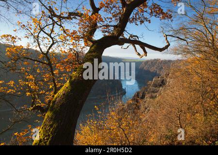 Vue du sentier de randonnée Rheinsaig au-dessus du rocher de Spitznack jusqu'à la Loreley, près de St Goarshausen, Rhin, Rhénanie-Palatinat, Allemagne Banque D'Images