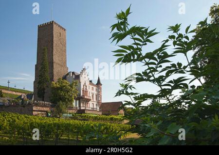 Boosenburg, Patrimoine culturel mondial de l'UNESCO, Ruedesheim, Rheingau, Rhin, Hesse, Allemagne Banque D'Images