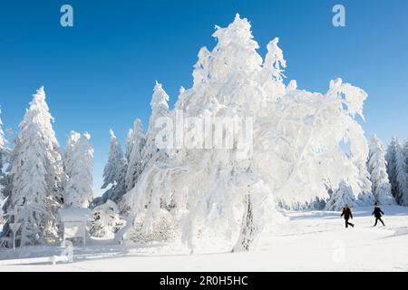 Arbres et randonneurs enneigés, Schauinsland, près de Fribourg im Breisgau, Forêt Noire, Bade-Wurtemberg, Allemagne Banque D'Images