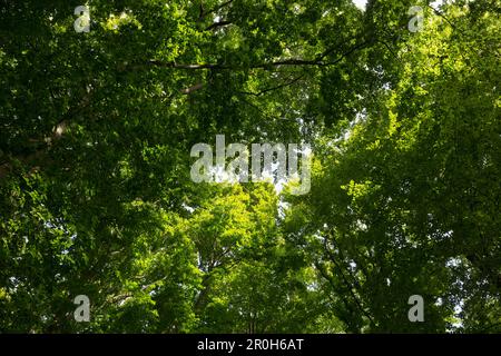 La cime des arbres, de la biosphère, Granitz, ruegen, Schleswig-Holstein, Allemagne Banque D'Images