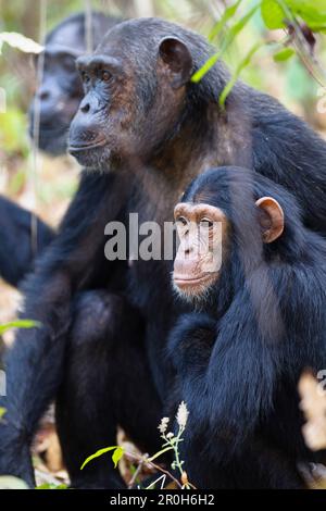 Chimpanzés, Pan troglodytes, mère et jeune chimpanzés, parc national des montagnes du Mahale, Tanzanie, Afrique de l'est, Afrique Banque D'Images