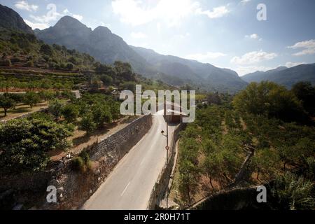 Route ma-2121 près de Fornalutx, champs en terrasse, en direction de la vallée de Soller, montagnes Tramuntana, Majorque, Iles Baléares, Espagne Banque D'Images